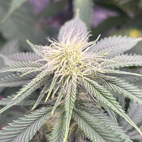 Scoops of Cream growlog timeline photo