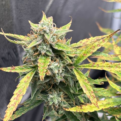 Strawberry Cheesecake growlog timeline photo