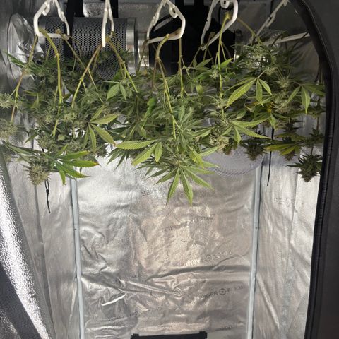 Scoops of Cream growlog timeline photo