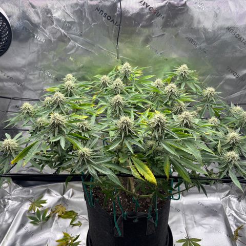 Scoops of Cream growlog timeline photo