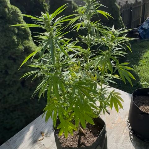 Badazz OG Cheese growlog timeline photo