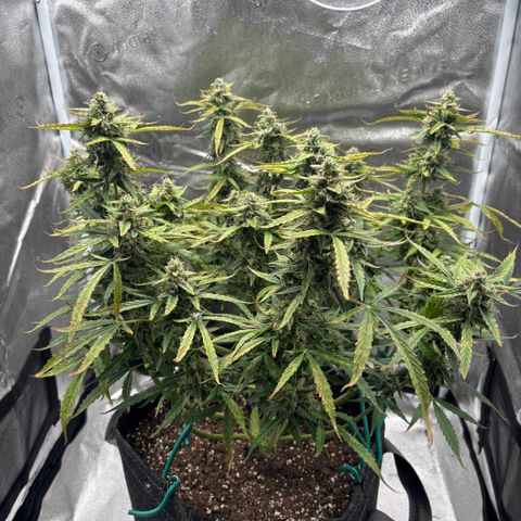 Strawberry Cheesecake growlog timeline photo
