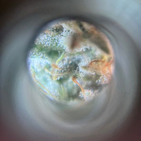 Scoops of Cream growlog timeline photo