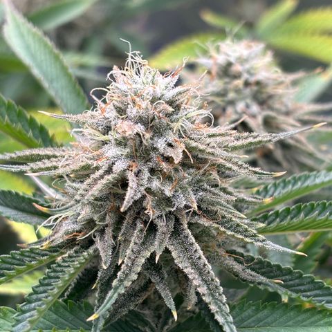 Scoops of Cream growlog timeline photo