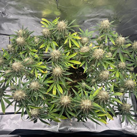 Scoops of Cream growlog timeline photo