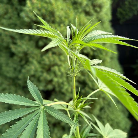Badazz OG Cheese growlog timeline photo
