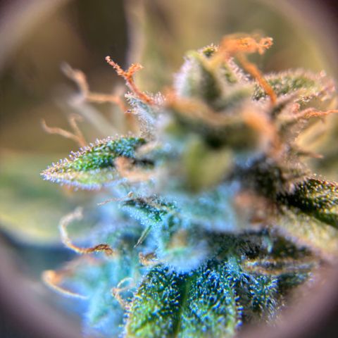 Strawberry Cheesecake growlog timeline photo