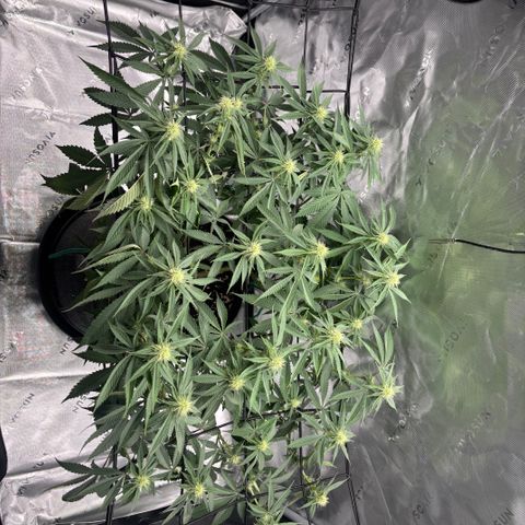 Scoops of Cream growlog timeline photo