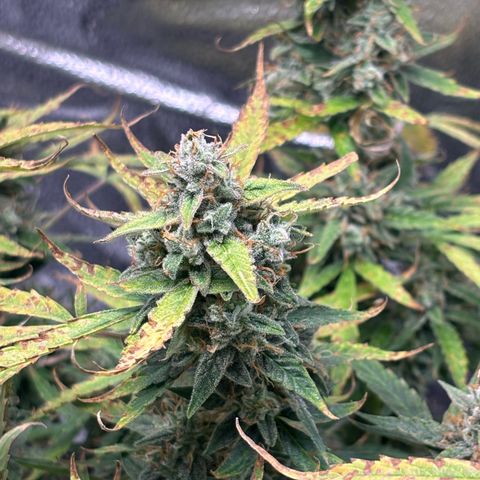 Strawberry Cheesecake growlog timeline photo