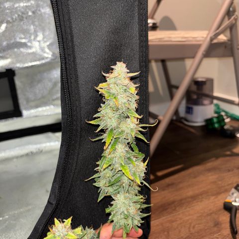 Strawberry Cheesecake growlog timeline photo