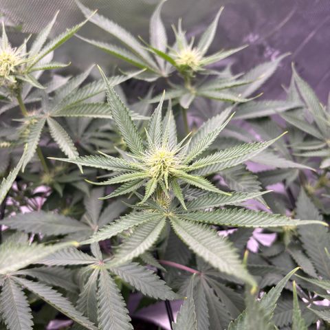 Scoops of Cream growlog timeline photo