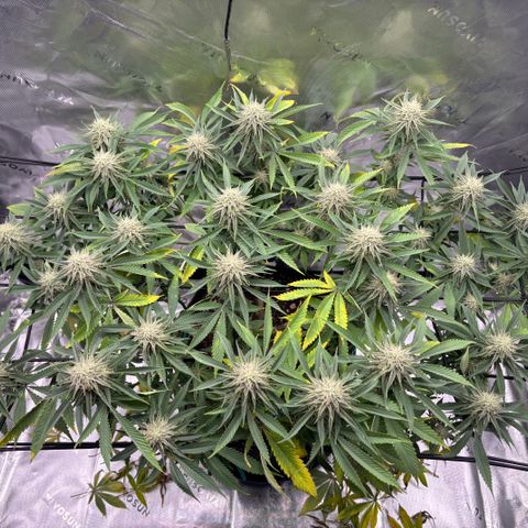 Scoops of Cream growlog timeline photo