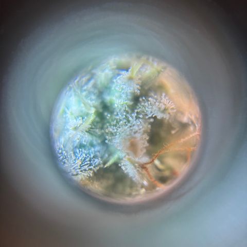 Scoops of Cream growlog timeline photo