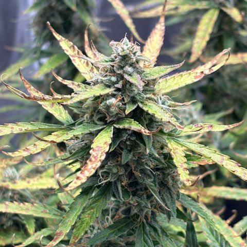 Strawberry Cheesecake growlog timeline photo