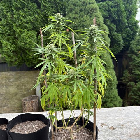 Badazz OG Cheese growlog timeline photo