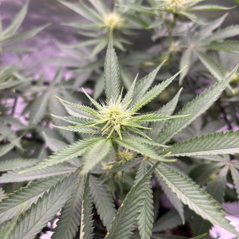 Scoops of Cream growlog timeline photo