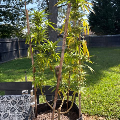 Badazz OG Cheese growlog timeline photo