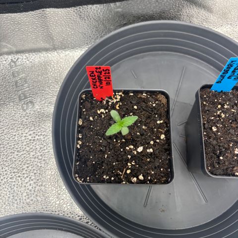 Chicken n’ Wafflez growlog timeline photo
