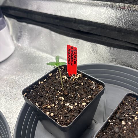 Chicken n’ Wafflez growlog timeline photo