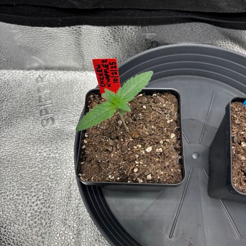 Chicken n’ Wafflez growlog timeline photo