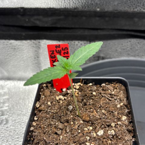 Chicken n’ Wafflez growlog timeline photo