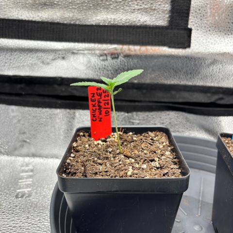Chicken n’ Wafflez growlog timeline photo