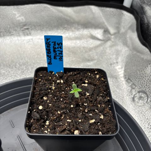 Blueberry Muffin growlog timeline photo
