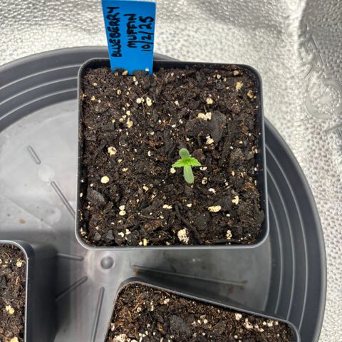 Blueberry Muffin growlog timeline photo