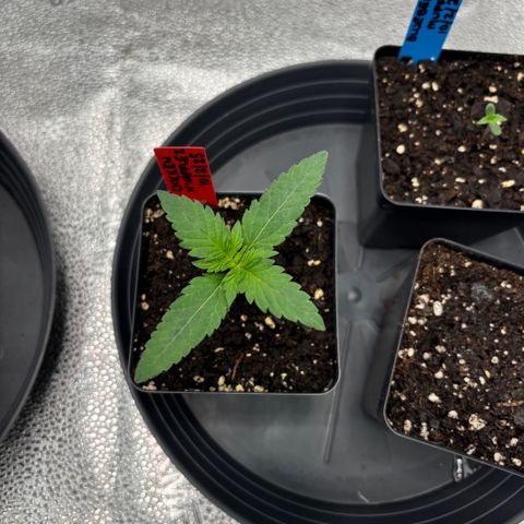 Chicken n’ Wafflez growlog timeline photo