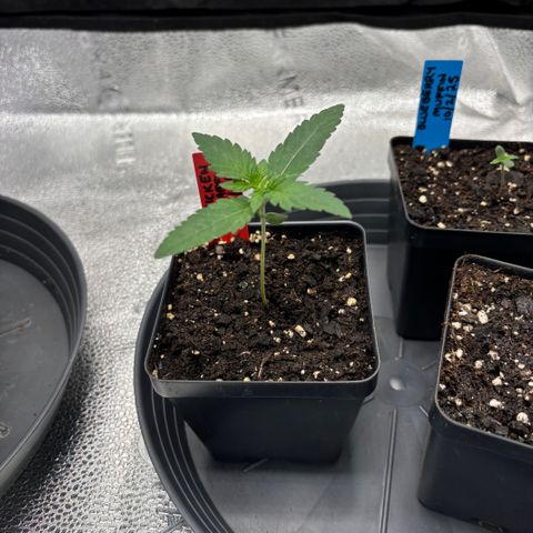 Chicken n’ Wafflez growlog timeline photo