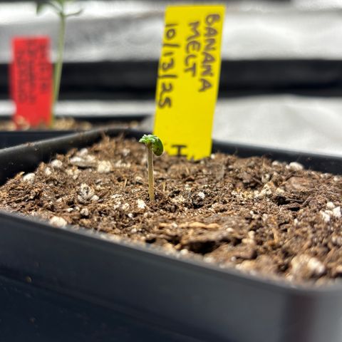 Banana Melt growlog timeline photo