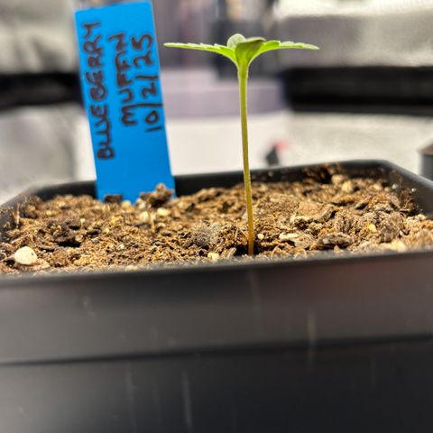 Blueberry Muffin growlog timeline photo