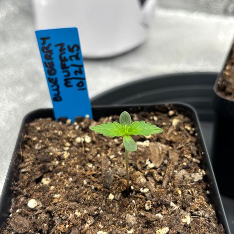 Blueberry Muffin growlog timeline photo