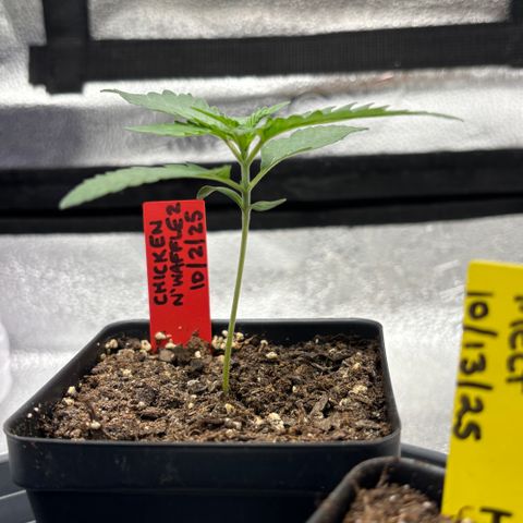Chicken n’ Wafflez growlog timeline photo