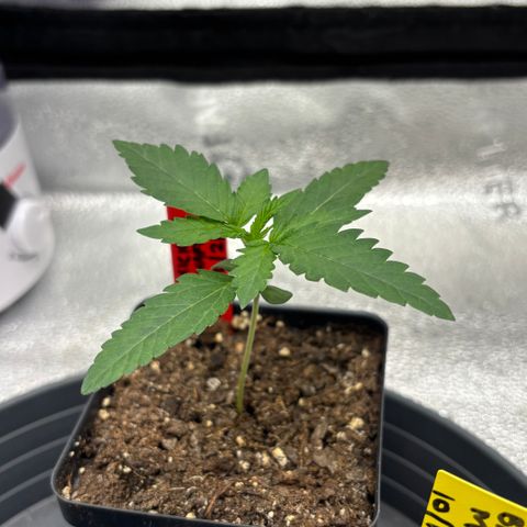 Chicken n’ Wafflez growlog timeline photo