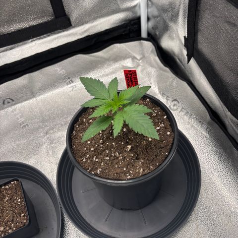 Chicken n’ Wafflez growlog timeline photo