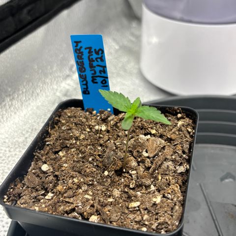 Blueberry Muffin growlog timeline photo