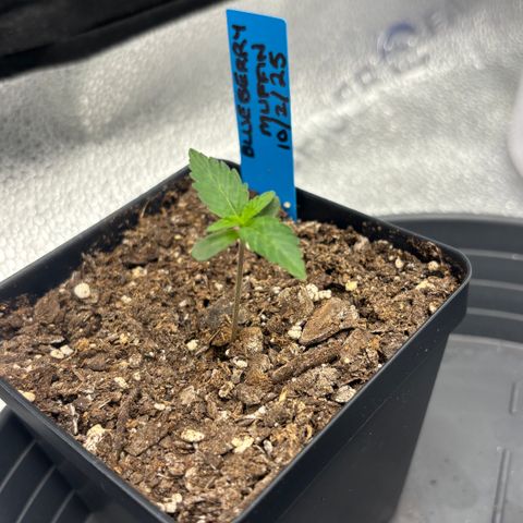 Blueberry Muffin growlog timeline photo