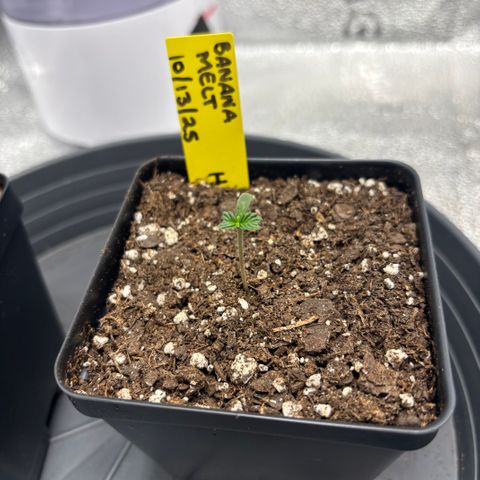 Banana Melt growlog timeline photo