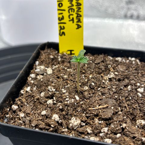 Banana Melt growlog timeline photo