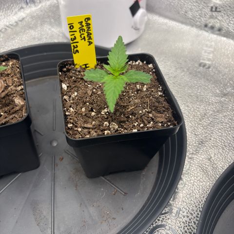 Banana Melt growlog timeline photo