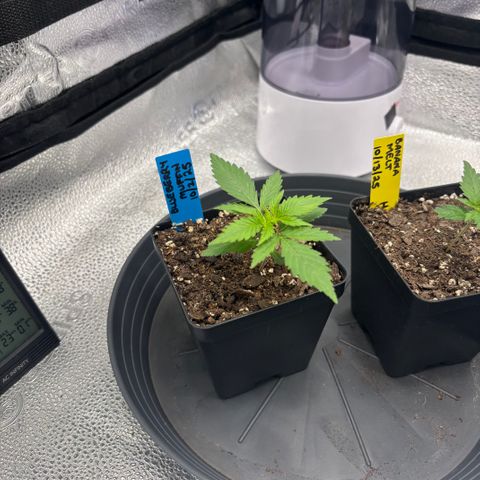 Blueberry Muffin growlog timeline photo