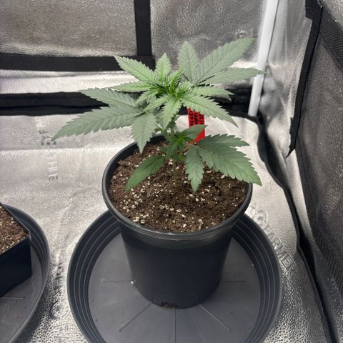 Chicken n’ Wafflez growlog timeline photo