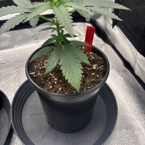 Chicken n’ Wafflez growlog timeline photo