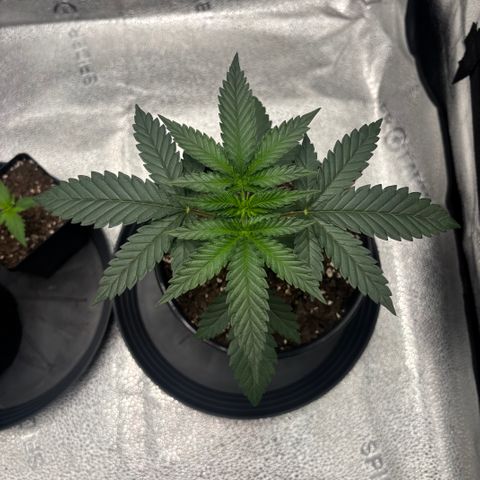 Chicken n’ Wafflez growlog timeline photo