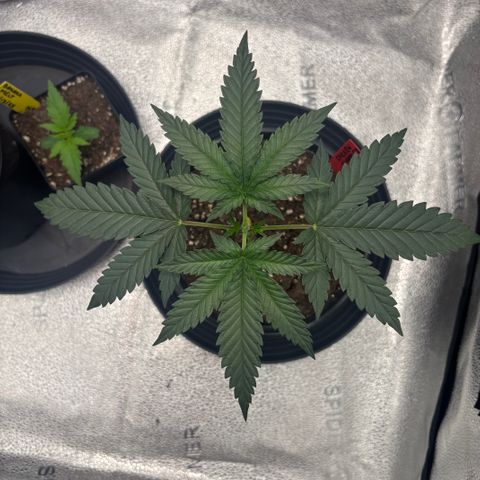 Chicken n’ Wafflez growlog timeline photo