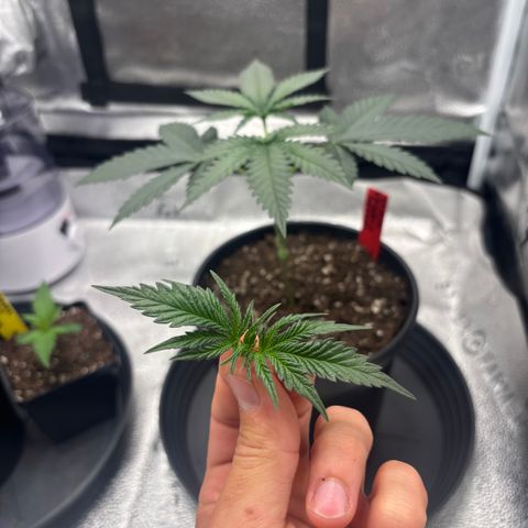 Chicken n’ Wafflez growlog timeline photo