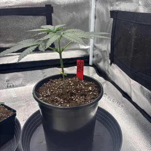 Chicken n’ Wafflez growlog timeline photo