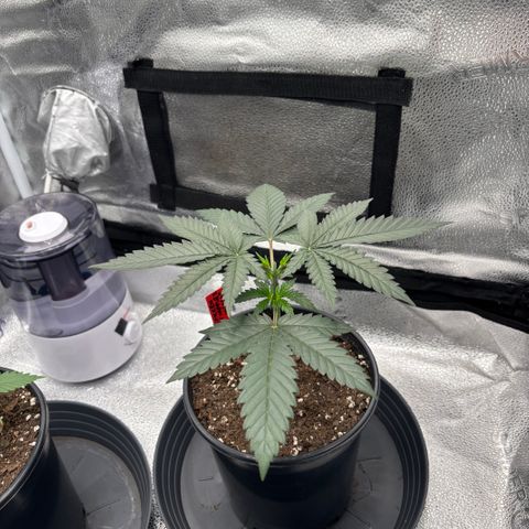 Chicken n’ Wafflez growlog timeline photo