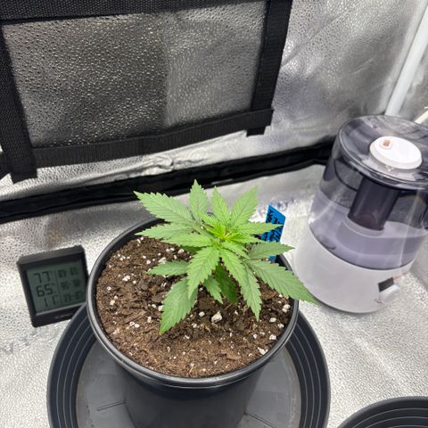 Blueberry Muffin growlog timeline photo